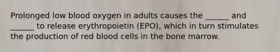 Prolonged low blood oxygen in adults causes the ______ and ______ to release erythropoietin (EPO), which in turn stimulates the production of red blood cells in the bone marrow.