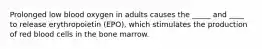 Prolonged low blood oxygen in adults causes the _____ and ____ to release erythropoietin (EPO), which stimulates the production of red blood cells in the bone marrow.