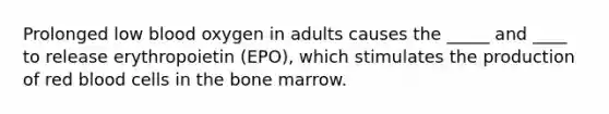 Prolonged low blood oxygen in adults causes the _____ and ____ to release erythropoietin (EPO), which stimulates the production of red blood cells in the bone marrow.