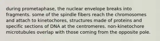 during prometaphase, the nuclear envelope breaks into fragments. some of the spindle fibers reach the chromosomes and attach to kinetochores, structures made of proteins and specific sections of DNA at the centromeres. non-kinetochore microtubules overlap with those coming from the opposite pole.