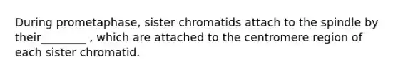 During prometaphase, sister chromatids attach to the spindle by their________ , which are attached to the centromere region of each sister chromatid.