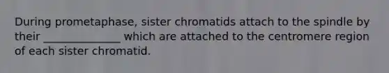 During prometaphase, sister chromatids attach to the spindle by their ______________ which are attached to the centromere region of each sister chromatid.