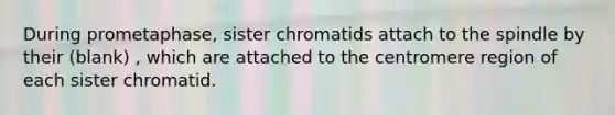 During prometaphase, sister chromatids attach to the spindle by their (blank) , which are attached to the centromere region of each sister chromatid.