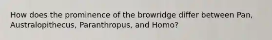 How does the prominence of the browridge differ between Pan, Australopithecus, Paranthropus, and Homo?