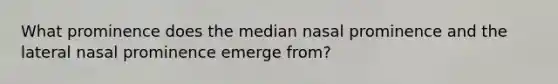 What prominence does the median nasal prominence and the lateral nasal prominence emerge from?