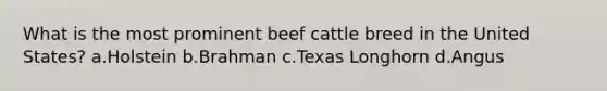 What is the most prominent beef cattle breed in the United States? a.Holstein b.Brahman c.Texas Longhorn d.Angus