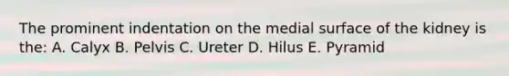 The prominent indentation on the medial surface of the kidney is the: A. Calyx B. Pelvis C. Ureter D. Hilus E. Pyramid