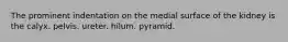 The prominent indentation on the medial surface of the kidney is the calyx. pelvis. ureter. hilum. pyramid.