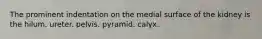 The prominent indentation on the medial surface of the kidney is the hilum. ureter. pelvis. pyramid. calyx.