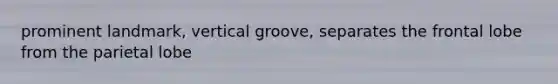 prominent landmark, vertical groove, separates the frontal lobe from the parietal lobe