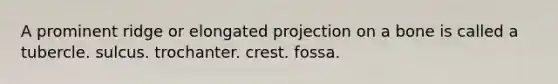 A prominent ridge or elongated projection on a bone is called a tubercle. sulcus. trochanter. crest. fossa.