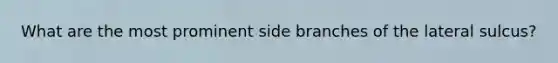 What are the most prominent side branches of the lateral sulcus?