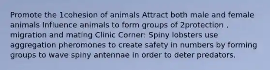 Promote the 1cohesion of animals Attract both male and female animals Influence animals to form groups of 2protection , migration and mating Clinic Corner: Spiny lobsters use aggregation pheromones to create safety in numbers by forming groups to wave spiny antennae in order to deter predators.