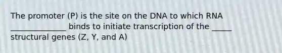 The promoter (P) is the site on the DNA to which RNA ______________ binds to initiate transcription of the _____ structural genes (Z, Y, and A)