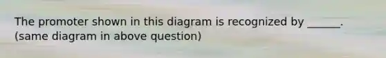 The promoter shown in this diagram is recognized by ______. (same diagram in above question)