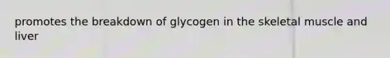 promotes the breakdown of glycogen in the skeletal muscle and liver