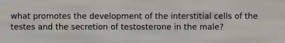 what promotes the development of the interstitial cells of the testes and the secretion of testosterone in the male?