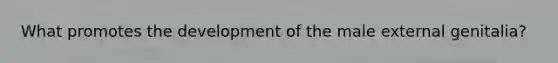 What promotes the development of the male external genitalia?