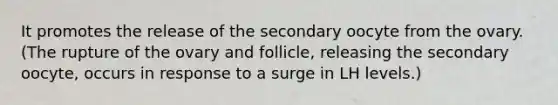 It promotes the release of the secondary oocyte from the ovary. (The rupture of the ovary and follicle, releasing the secondary oocyte, occurs in response to a surge in LH levels.)