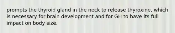 prompts the thyroid gland in the neck to release thyroxine, which is necessary for brain development and for GH to have its full impact on body size.