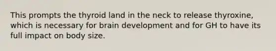 This prompts the thyroid land in the neck to release thyroxine, which is necessary for brain development and for GH to have its full impact on body size.