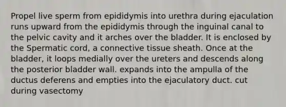 Propel live sperm from epididymis into urethra during ejaculation runs upward from the epididymis through the inguinal canal to the pelvic cavity and it arches over the bladder. It is enclosed by the Spermatic cord, a connective tissue sheath. Once at the bladder, it loops medially over the ureters and descends along the posterior bladder wall. expands into the ampulla of the ductus deferens and empties into the ejaculatory duct. cut during vasectomy