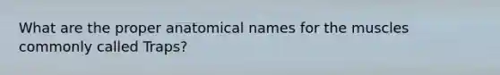 What are the proper anatomical names for the muscles commonly called Traps?