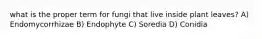 what is the proper term for fungi that live inside plant leaves? A) Endomycorrhizae B) Endophyte C) Soredia D) Conidia