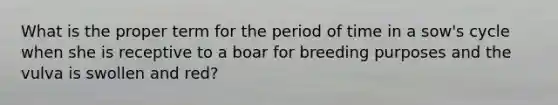 What is the proper term for the period of time in a sow's cycle when she is receptive to a boar for breeding purposes and the vulva is swollen and red?