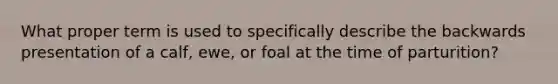 What proper term is used to specifically describe the backwards presentation of a calf, ewe, or foal at the time of parturition?