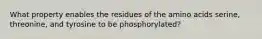 What property enables the residues of the amino acids serine, threonine, and tyrosine to be phosphorylated?