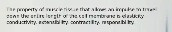 The property of muscle tissue that allows an impulse to travel down the entire length of the cell membrane is elasticity. conductivity. extensibility. contractility. responsibility.