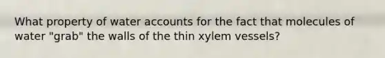 What property of water accounts for the fact that molecules of water "grab" the walls of the thin xylem vessels?