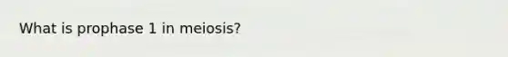 What is prophase 1 in meiosis?