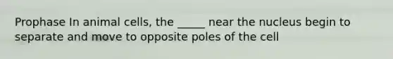 Prophase In animal cells, the _____ near the nucleus begin to separate and move to opposite poles of the cell