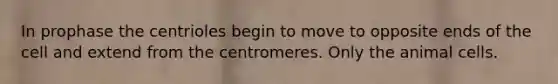 In prophase the centrioles begin to move to opposite ends of the cell and extend from the centromeres. Only the animal cells.