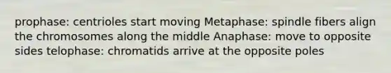 prophase: centrioles start moving Metaphase: spindle fibers align the chromosomes along the middle Anaphase: move to opposite sides telophase: chromatids arrive at the opposite poles