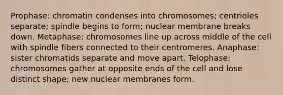 Prophase: chromatin condenses into chromosomes; centrioles separate; spindle begins to form; nuclear membrane breaks down. Metaphase: chromosomes line up across middle of the cell with spindle fibers connected to their centromeres. Anaphase: sister chromatids separate and move apart. Telophase: chromosomes gather at opposite ends of the cell and lose distinct shape; new nuclear membranes form.