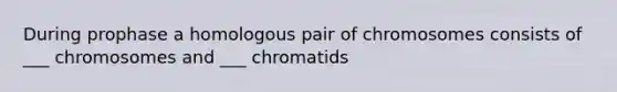 During prophase a homologous pair of chromosomes consists of ___ chromosomes and ___ chromatids