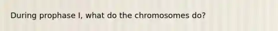 During prophase I, what do the chromosomes do?