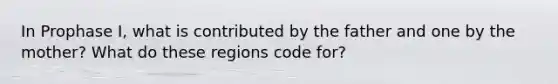 In Prophase I, what is contributed by the father and one by the mother? What do these regions code for?