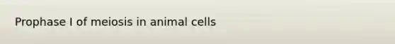 Prophase I of meiosis in animal cells