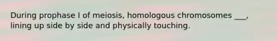 During prophase I of meiosis, homologous chromosomes ___, lining up side by side and physically touching.