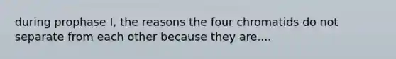 during prophase I, the reasons the four chromatids do not separate from each other because they are....