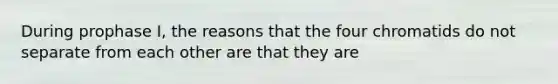 During prophase I, the reasons that the four chromatids do not separate from each other are that they are