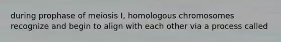 during prophase of meiosis I, homologous chromosomes recognize and begin to align with each other via a process called