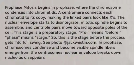 Prophase Mitosis begins in prophase, where the chromosome condenses into chromatids. A centromere connects each chromatid to its copy, making the linked pairs look like X's. The nuclear envelope starts to disintegrate, mitotic spindle begins to assemble, and centriole pairs move toward opposite poles of the cell. This stage is a preparatory stage. "Pro-" means "before;" "phase" means "stage." So, this is the stage before the process gets into full swing. See photo @jackwestin.com. In prophase, chromosomes condense and become visible spindle fibers emerge from the centrosomes nuclear envelope breaks down nucleolus disappears