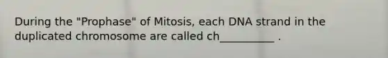 During the "Prophase" of Mitosis, each DNA strand in the duplicated chromosome are called ch__________ .