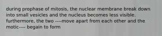 during prophase of mitosis, the nuclear membrane break down into small vesicles and the nucleus becomes less visible. furthermore, the two ----move apart from each other and the motic---- begain to form