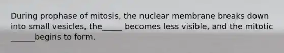 During prophase of mitosis, the nuclear membrane breaks down into small vesicles, the_____ becomes less visible, and the mitotic ______begins to form.